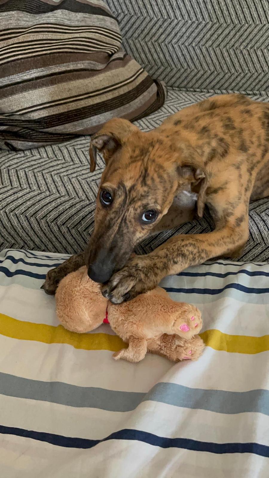 Foto mascota