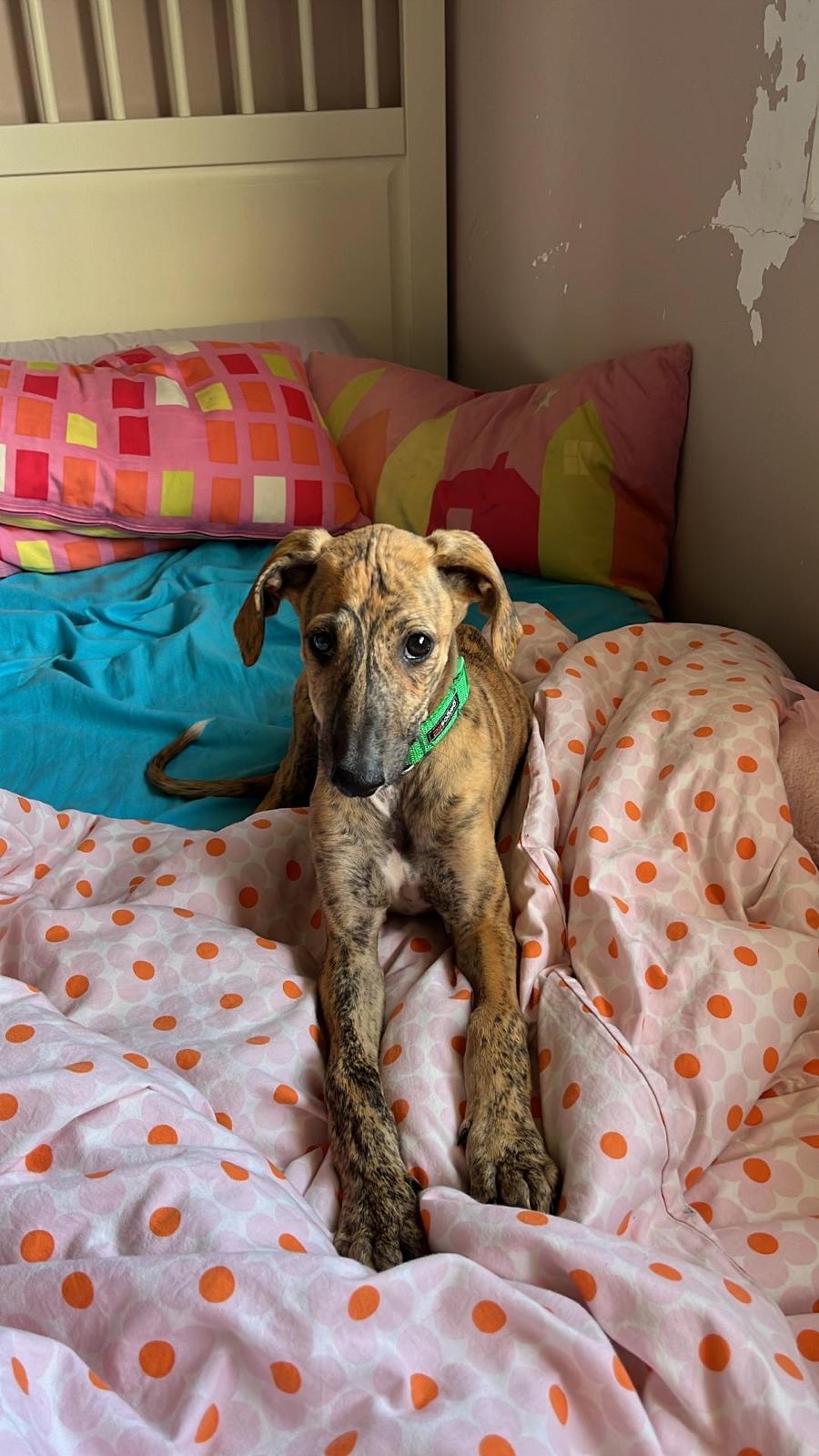 Foto mascota