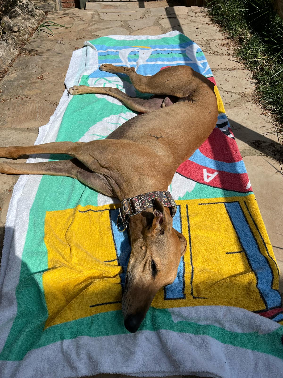 Foto mascota