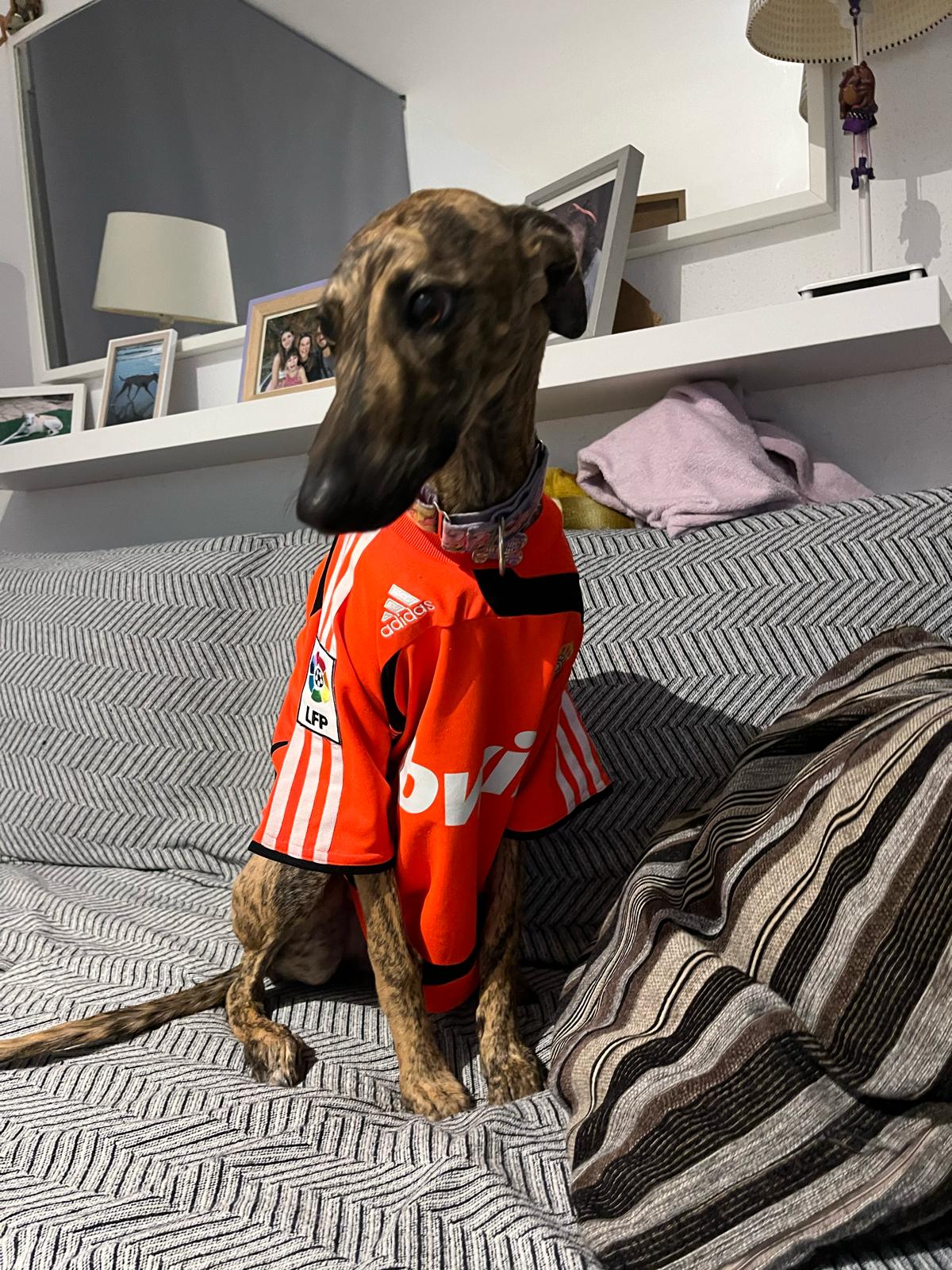 Foto mascota