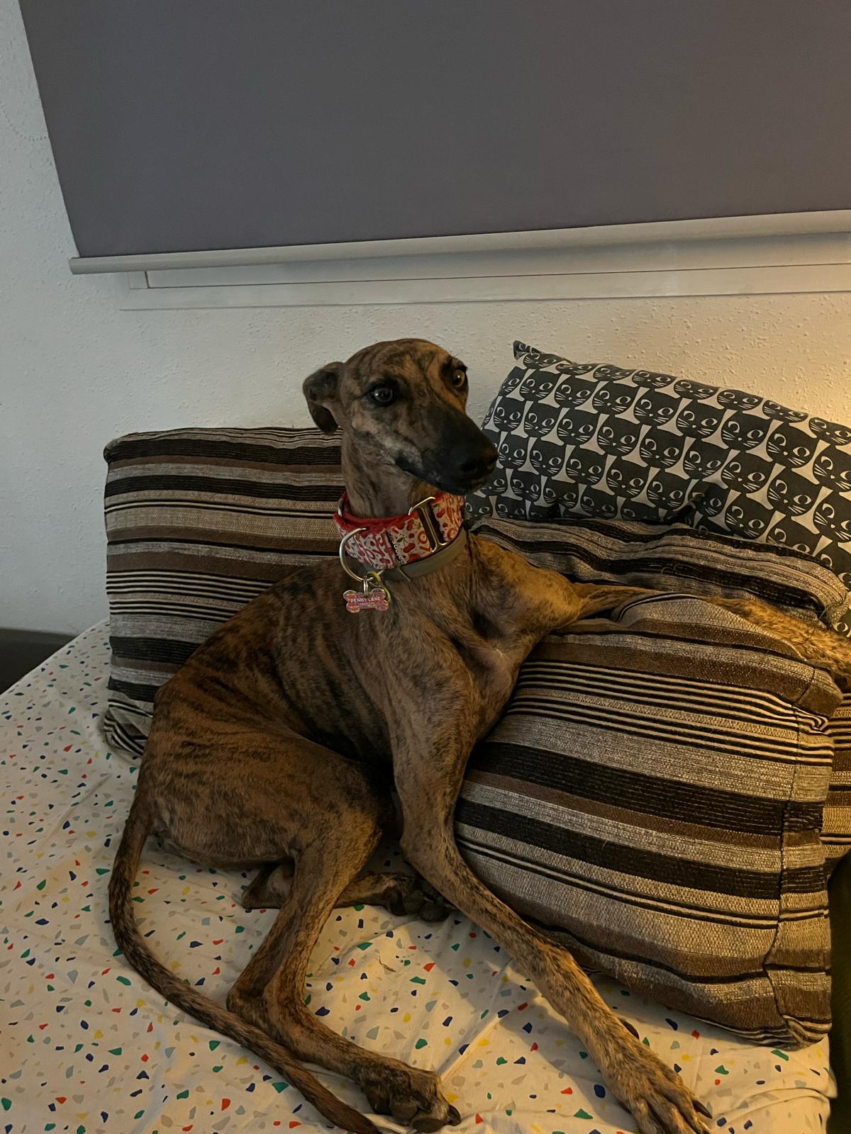 Foto mascota
