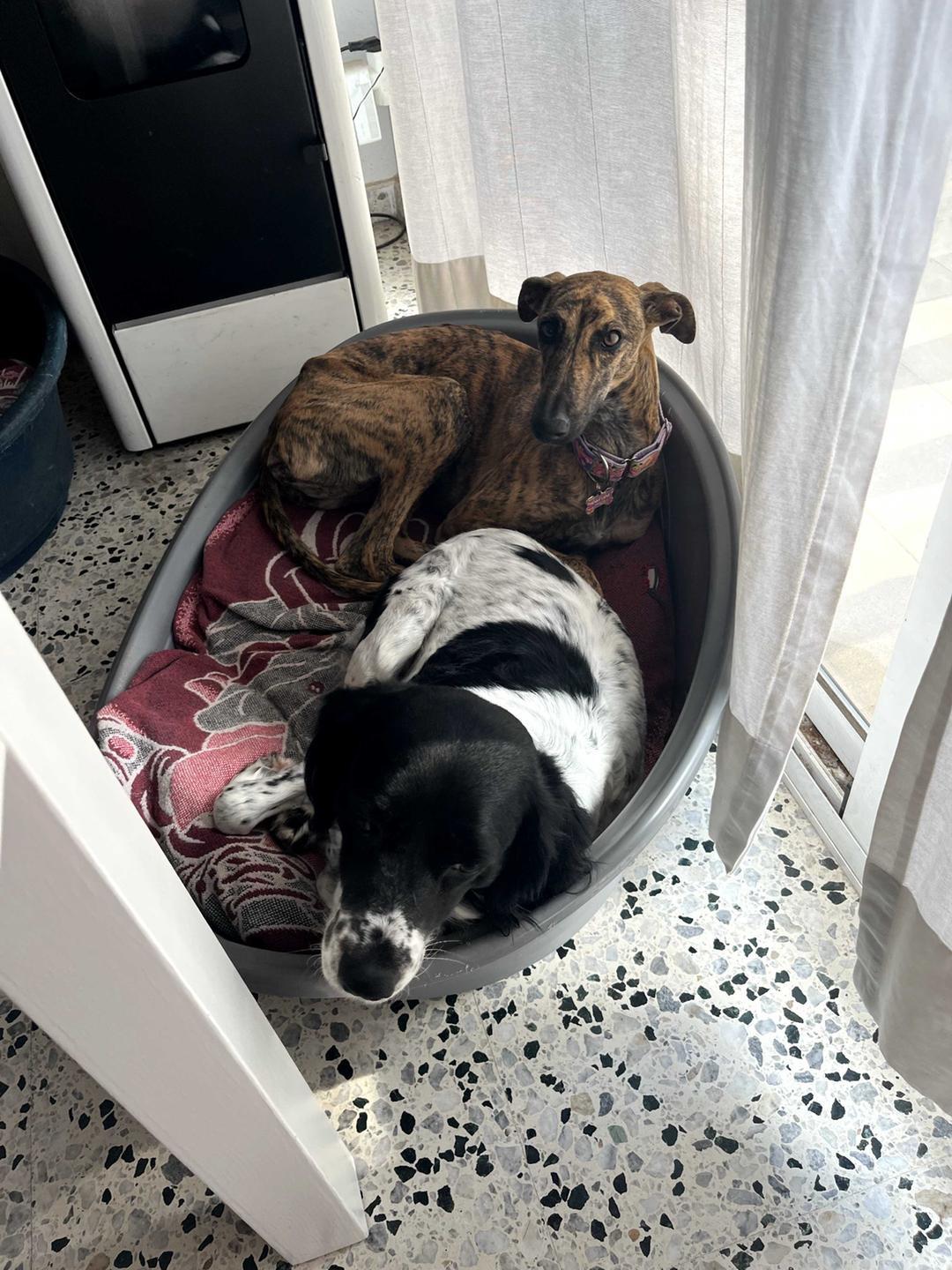 Foto mascota