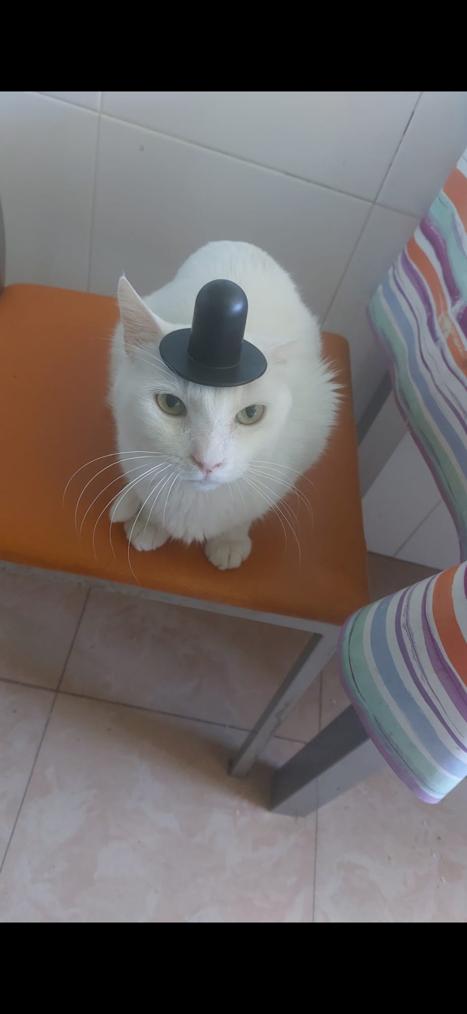 Foto mascota