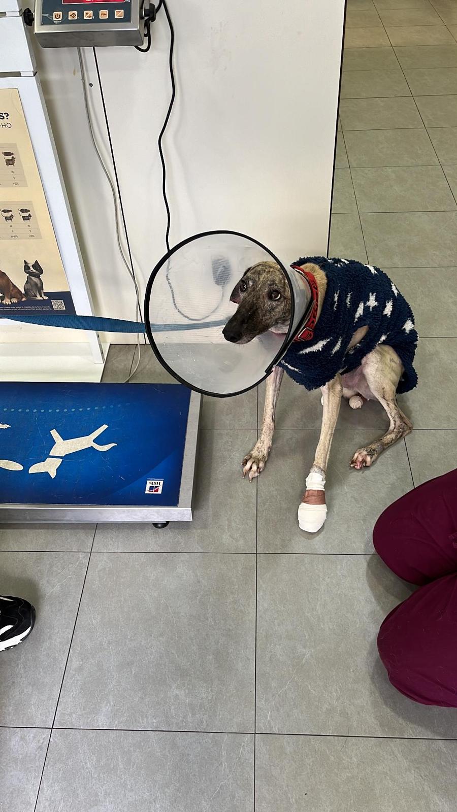 Foto mascota