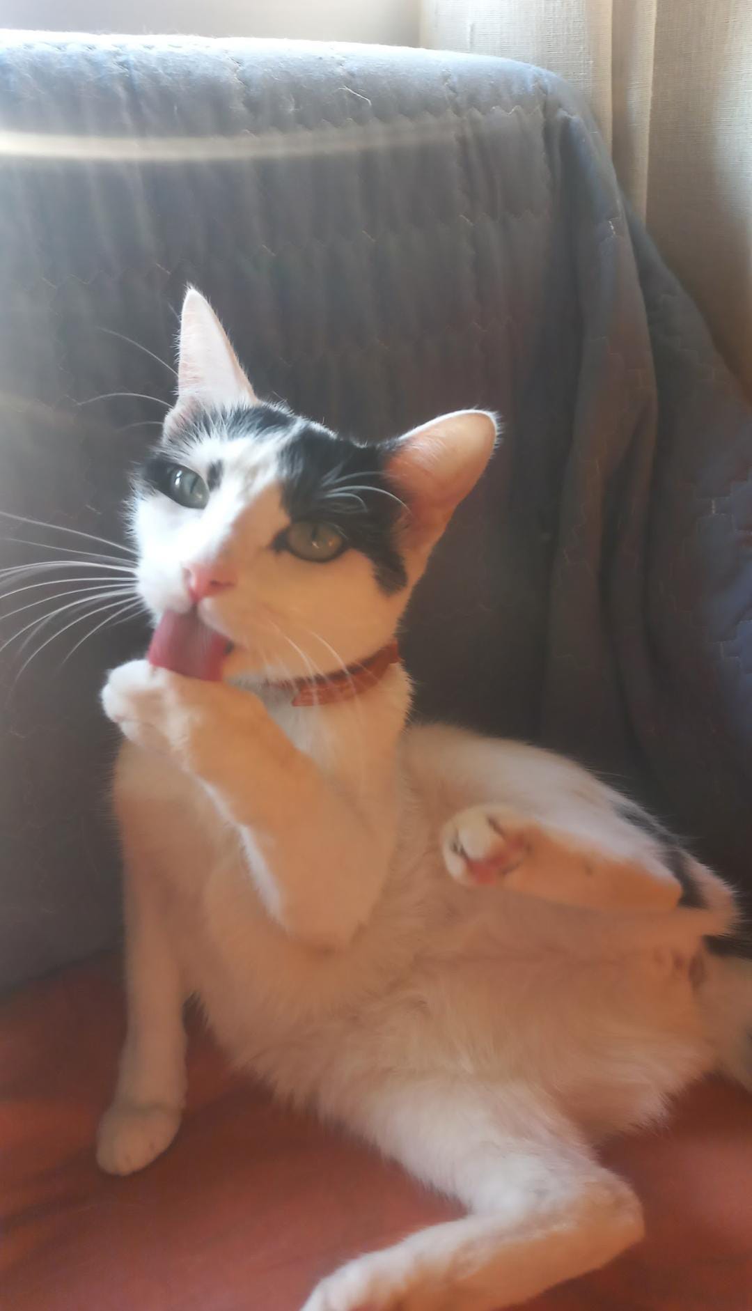 Foto mascota