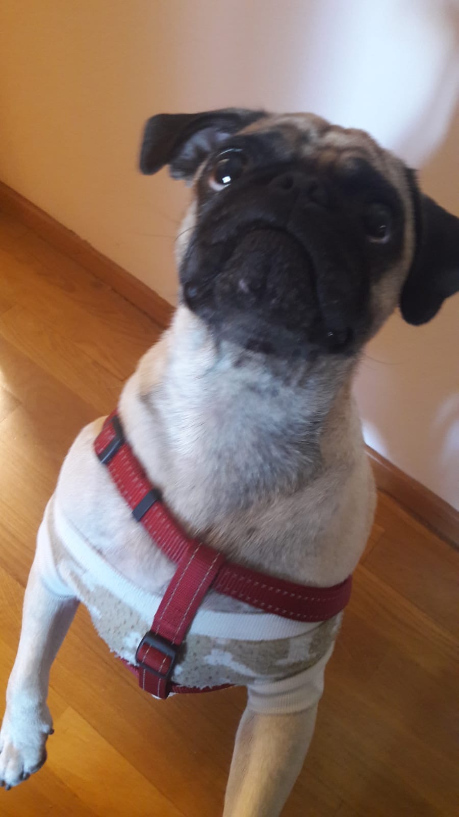 Foto mascota