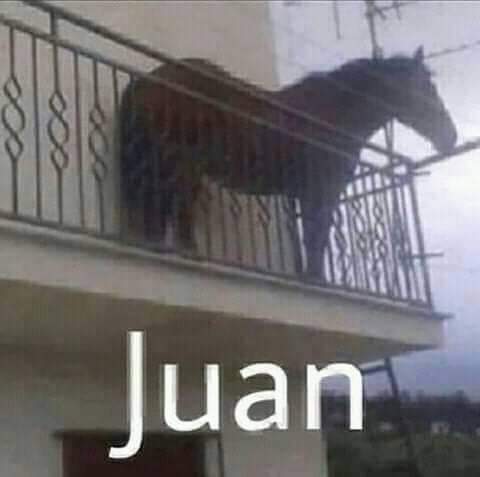 Foto mascota