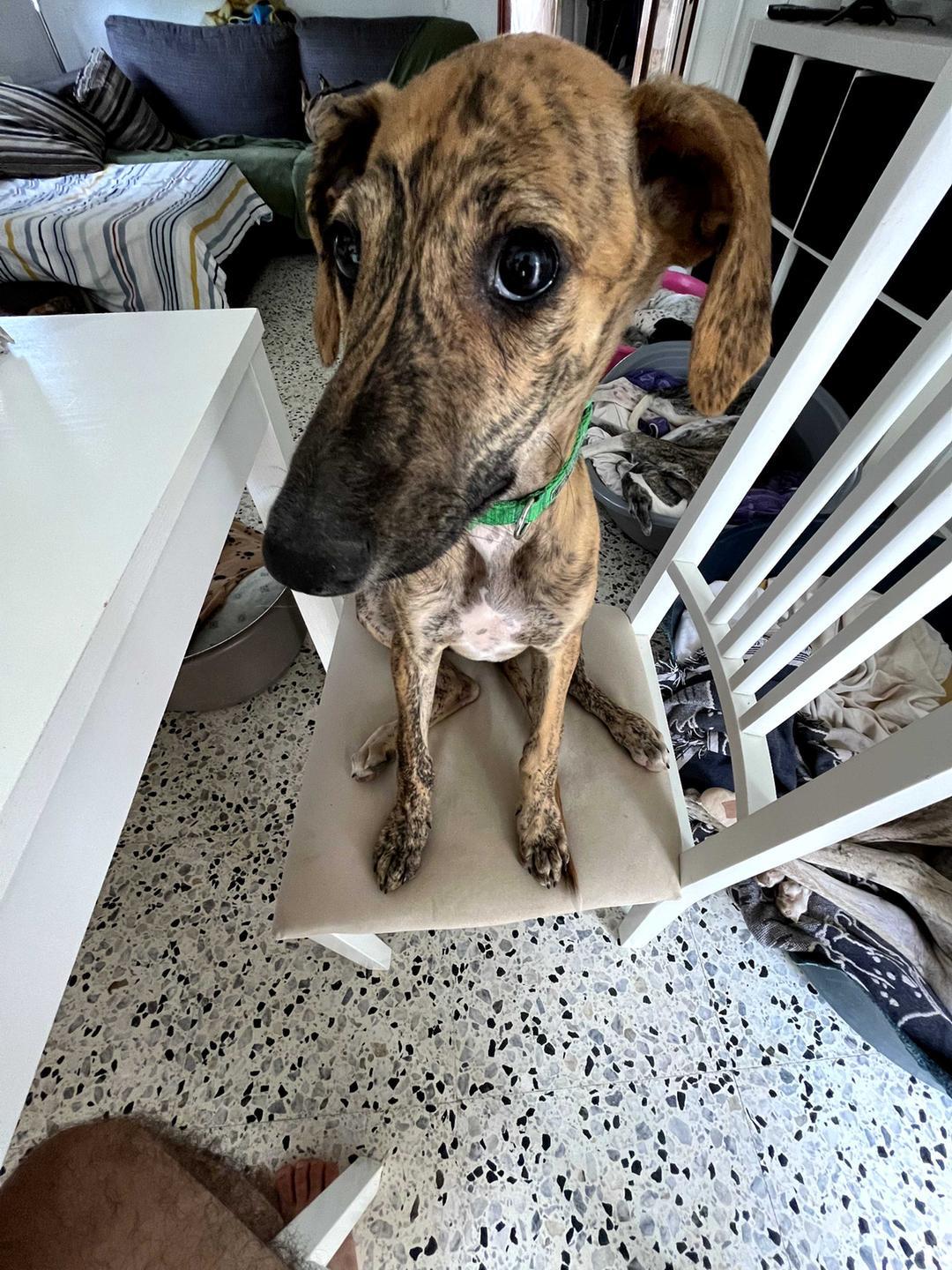 Foto mascota
